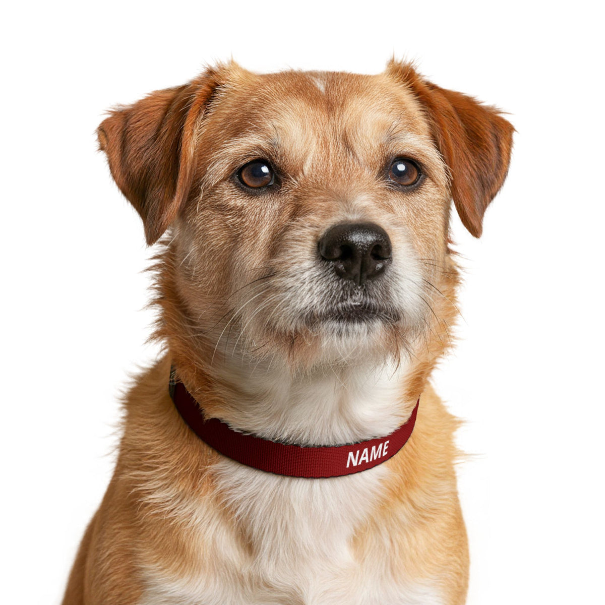 Personalised Name Collar