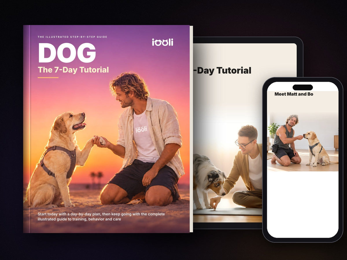 DOG: The 7-Day Tutorial on tablet and phone